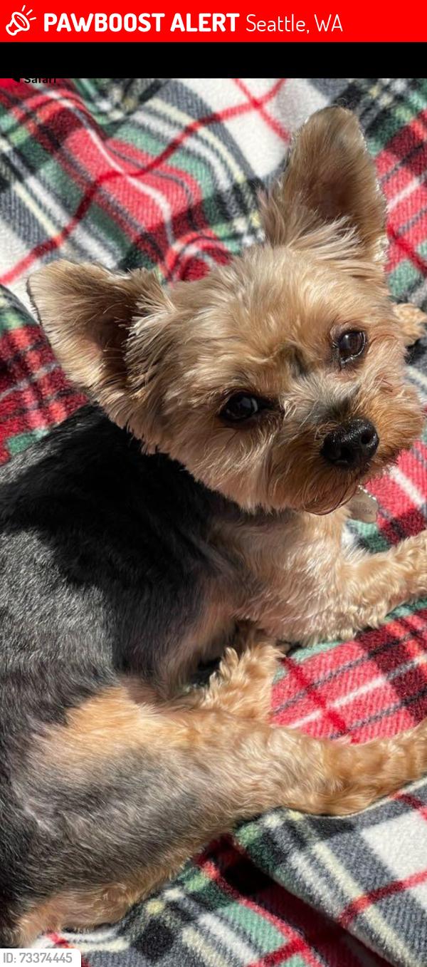 Lost Female Dog last seen 166th and 37th SeaTac Wa. by the Safeway on Military, Seattle, WA 98188