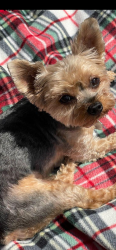 Lost Female Dog last seen 166th and 37th SeaTac Wa. by the Safeway on Military, Seattle, WA 98188