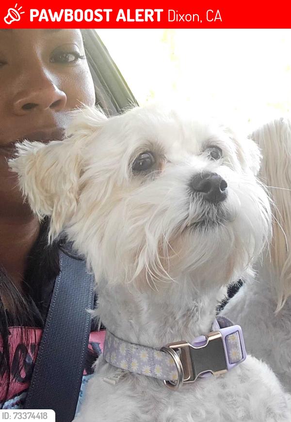 Lost Female Dog last seen Folsom Fair; Gold Street, Dixon, CA 95620