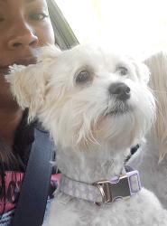 Lost Female Dog last seen Folsom Fair; Gold Street, Dixon, CA 95620