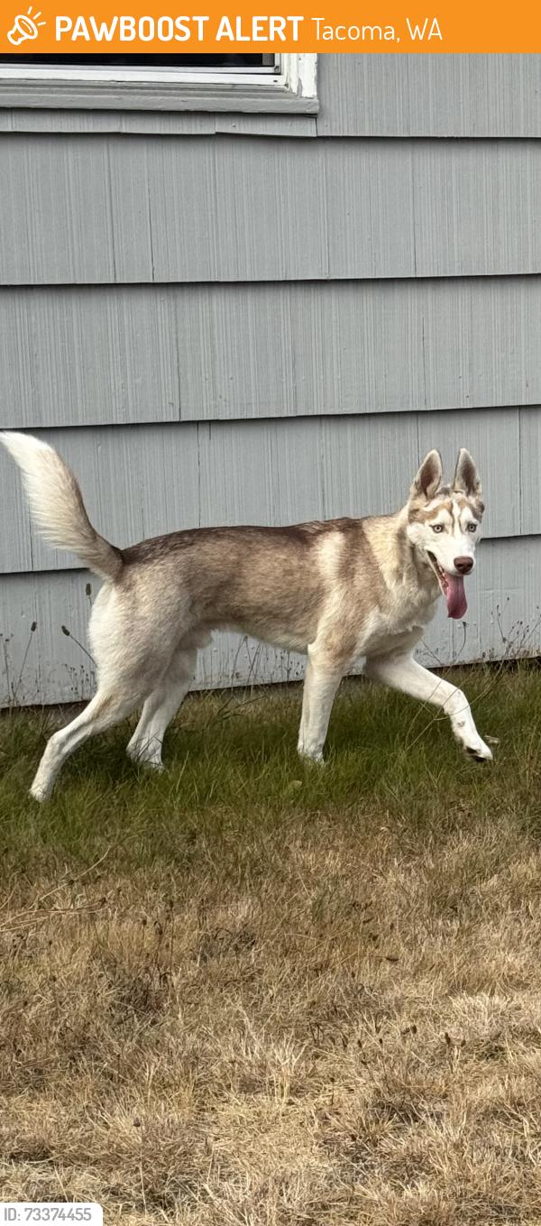 Found/Stray Male Dog last seen Custer Road, Tacoma, WA 98499