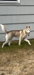 Found/Stray Male Dog last seen Custer Road, Tacoma, WA 98499
