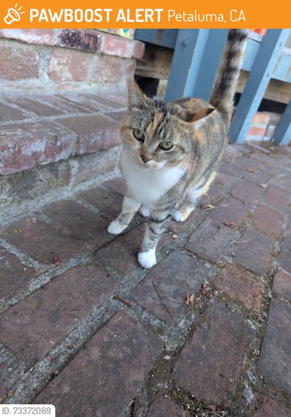 Found/Stray Unknown Cat last seen Casa grande high school and Louise drive, Petaluma, CA 94954