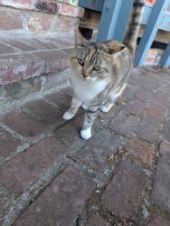 Found/Stray Unknown Cat last seen Casa grande high school and Louise drive, Petaluma, CA 94954