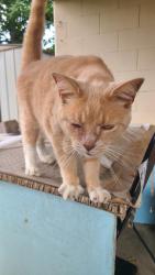 Found/Stray Unknown Cat last seen Western High School, Louisville, KY 40216