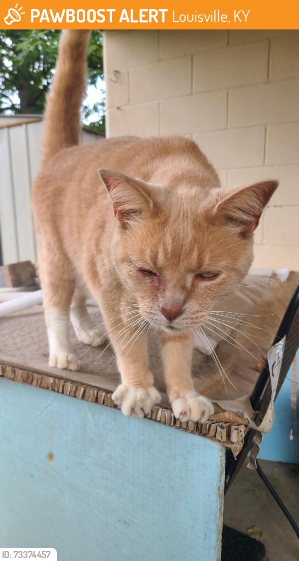 Found/Stray Unknown Cat last seen Western High School, Louisville, KY 40216