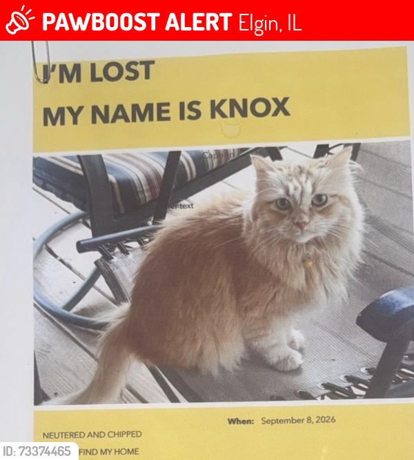Lost Male Cat last seen Foxmoor & hopps road, Elgin, IL 60123