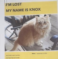 Lost Male Cat last seen Foxmoor & hopps road, Elgin, IL 60123