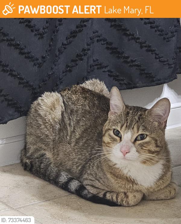Found/Stray Unknown Cat last seen Inside the Hidden Village subdivision, Lake Mary, FL 32746