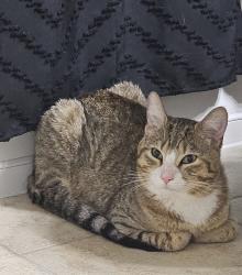 Found/Stray Unknown Cat last seen Inside the Hidden Village subdivision, Lake Mary, FL 32746