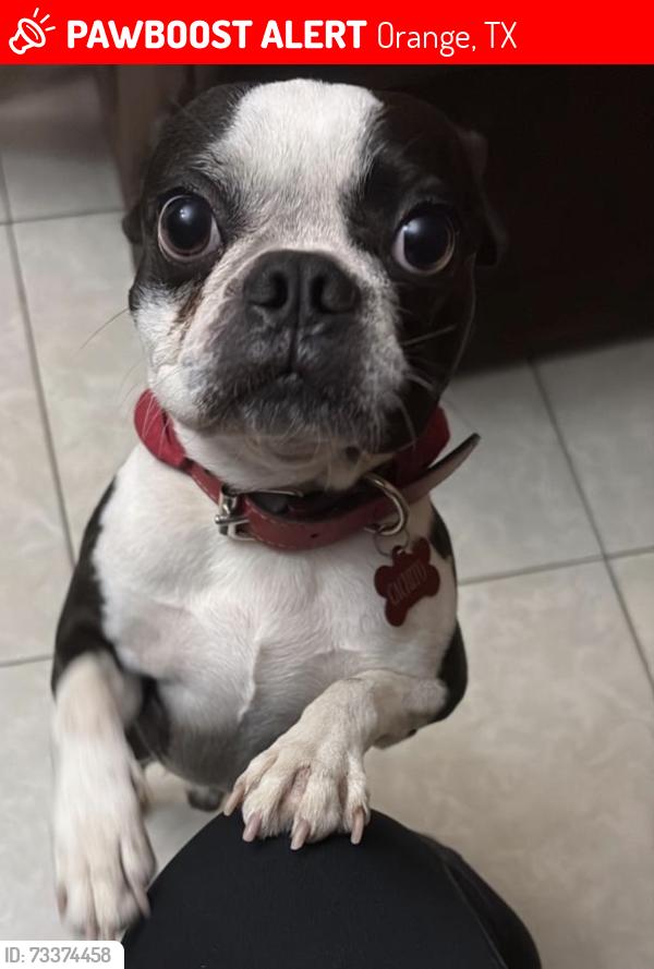 Lost Male Dog last seen Wos Orange elementary school, Orange, TX 77630