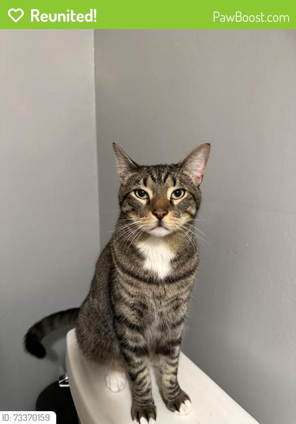 Reunited Male Cat last seen Between on Walnut between Culver and Jeffrey, Irvine, CA 92604
