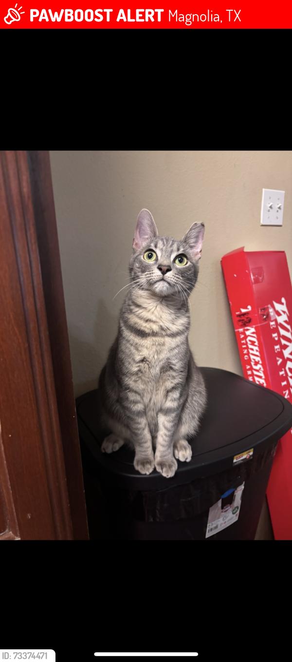 Lost Male Cat last seen Shadberry drive and Teakwood, Magnolia, TX 77354