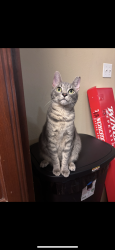 Lost Male Cat last seen Shadberry drive and Teakwood, Magnolia, TX 77354