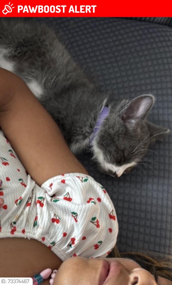 Lost Male Cat last seen B street, Huntington Beach, CA 92647