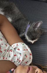 Lost Male Cat last seen B street, Huntington Beach, CA 92647