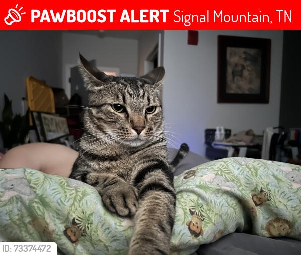 Lost Male Cat last seen Taft and corral, Signal Mountain, TN 37377