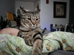 Lost Male Cat last seen Taft and corral, Signal Mountain, TN 37377