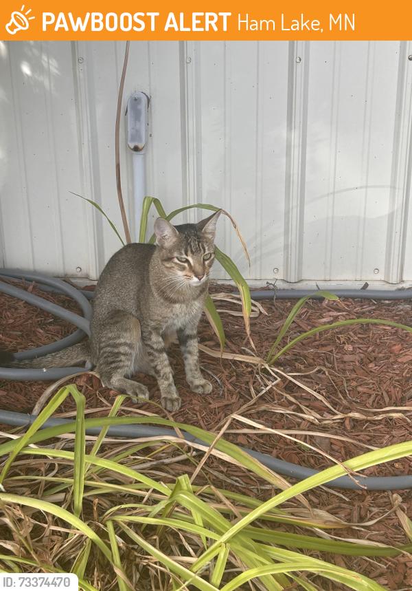 Found/Stray Unknown Cat last seen Blaine alano, Ham Lake, MN 55304