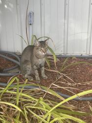 Found/Stray Unknown Cat last seen Blaine alano, Ham Lake, MN 55304