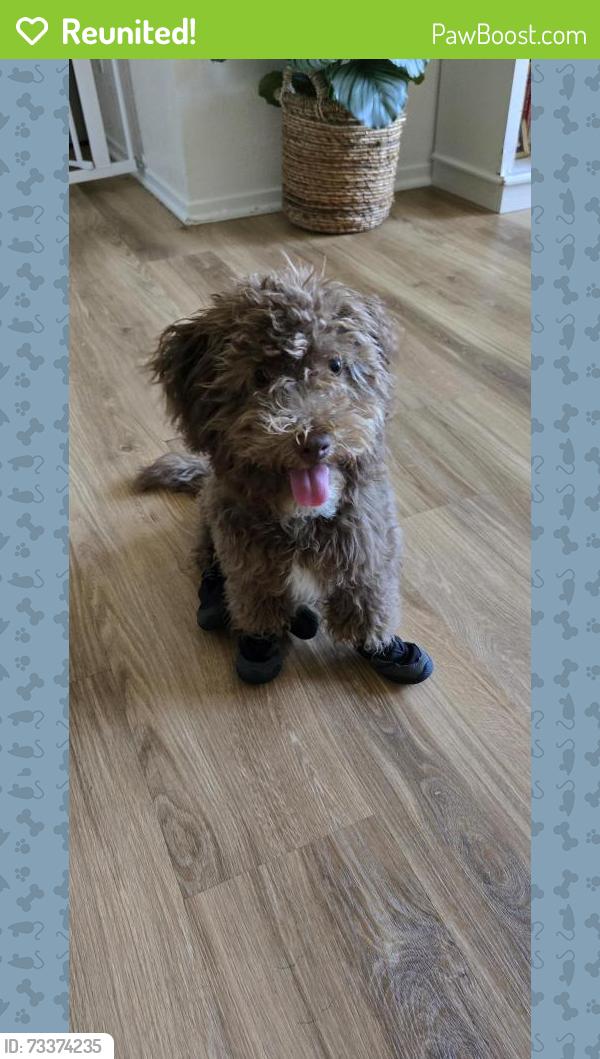 Reunited Male Dog last seen Bryan & marketplace, Irvine, CA 92602