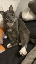 Lost Male Cat last seen Ashford pl neighborhood, Festus, MO 63028