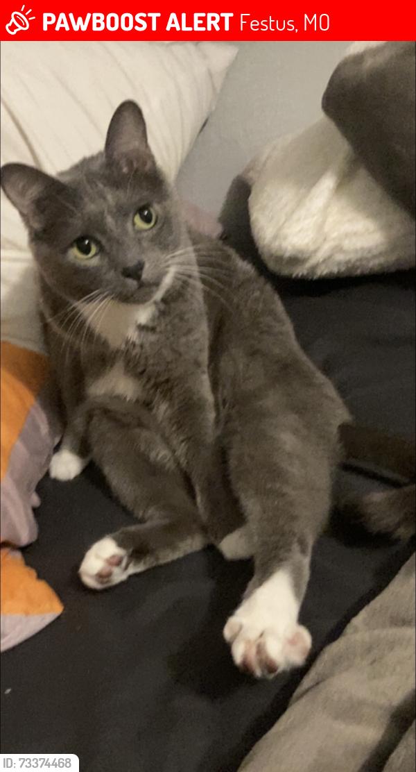 Lost Male Cat last seen Ashford pl neighborhood, Festus, MO 63028