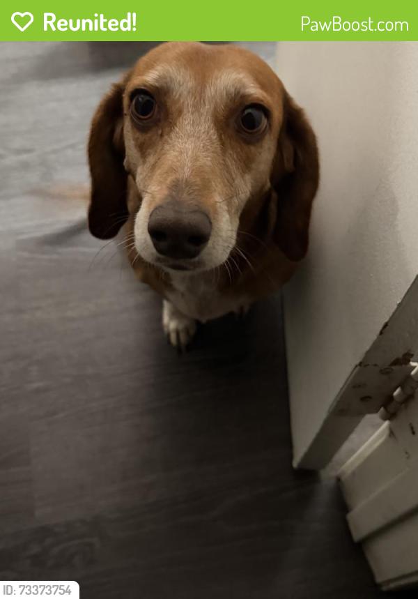 Reunited Female Dog last seen Near Chantry Dr, Moreno Valley, CA 92553, USA, Moreno Valley, CA 92553