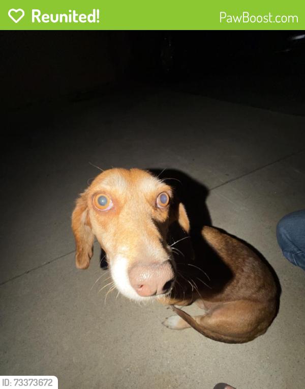 Reunited Female Dog last seen Near Chantry Dr, Moreno Valley, CA 92553, USA, Moreno Valley, CA 92553
