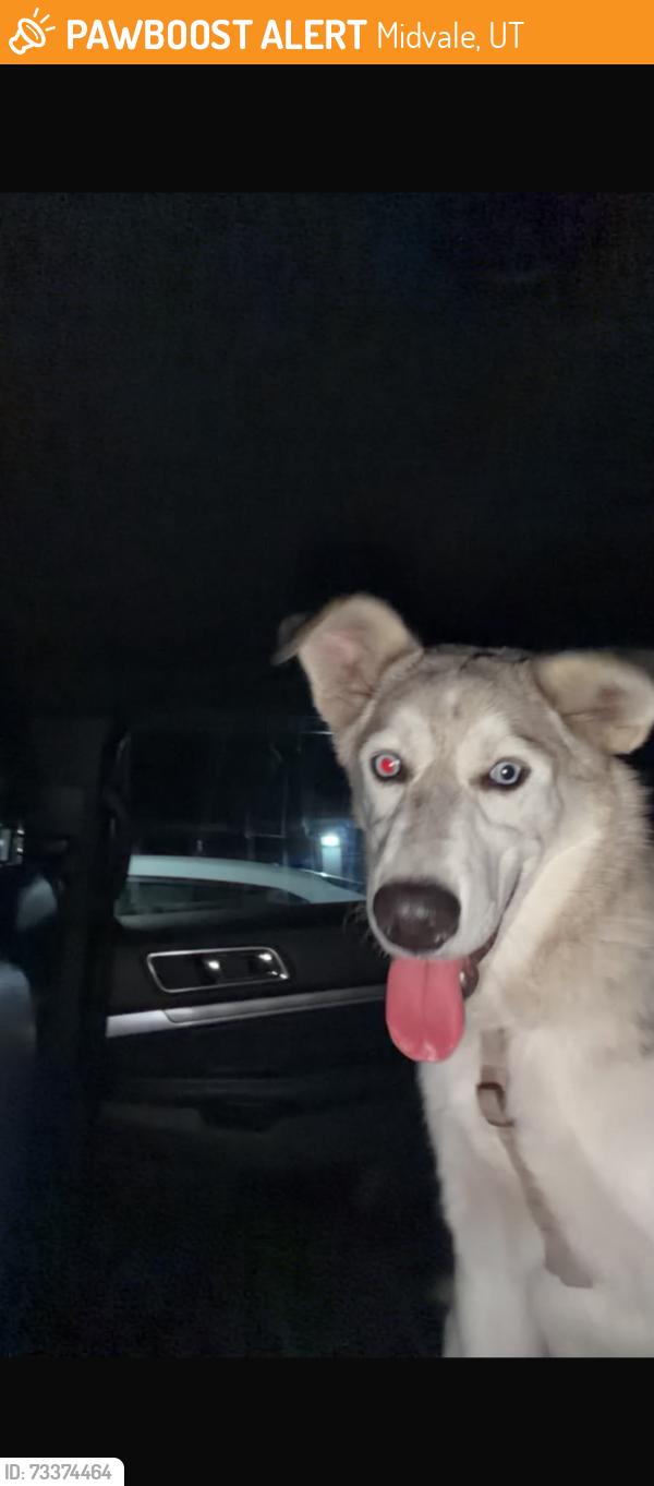 Found/Stray Male Dog last seen Near W 7200 S Midvale, UT 84047 United States, Midvale, UT 84047