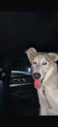 Found/Stray Male Dog last seen Near W 7200 S Midvale, UT 84047 United States, Midvale, UT 84047
