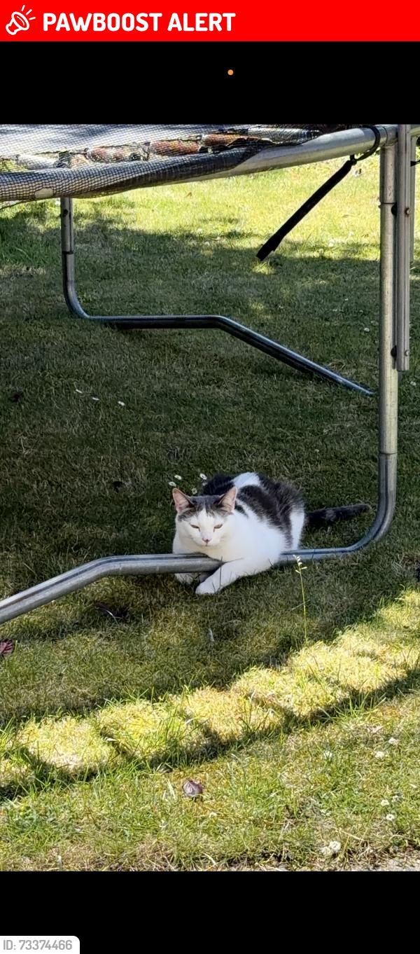 Lost Male Cat last seen brant road, Lincolnshire, England LN5 9TJ