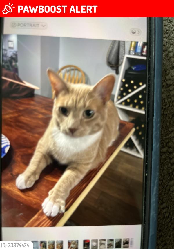 Lost Male Cat last seen 24 Mile Road & Jewell, Shelby Township, MI 48315