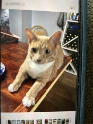 Lost Male Cat last seen 24 Mile Road & Jewell, Shelby Township, MI 48315
