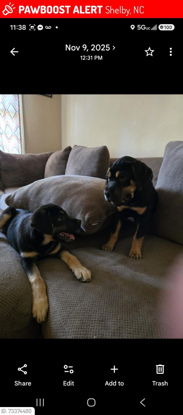 Lost Male Dog last seen DS Allen and Poplar Springs Church Rd, Shelby, NC 28152