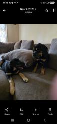 Lost Male Dog last seen DS Allen and Poplar Springs Church Rd, Shelby, NC 28152