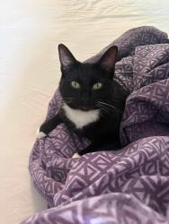 Lost Female Cat last seen Long Beach Road, Longwell Green, England BS30 9XQ