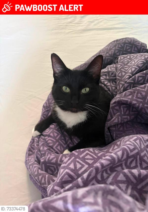 Lost Female Cat last seen Long Beach Road, Longwell Green, England BS30 9XQ