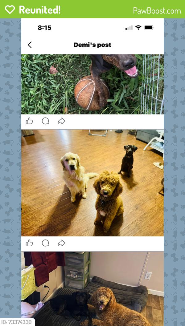 Reunited Male Dog last seen New potato dr, Kannapolis, NC 28083