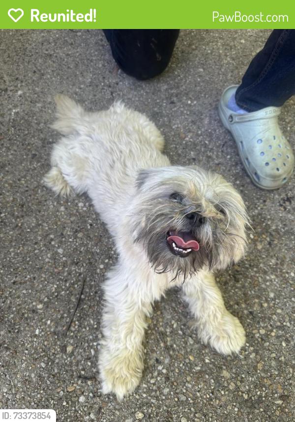 Reunited Male Dog last seen Near Shadyside Rd, Baltimore, MD 21218, Baltimore, MD 21218