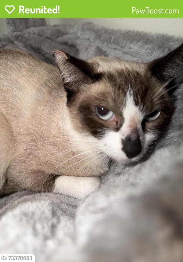 Reunited Female Cat last seen Bellflower, CA 90706, USA, Bellflower, CA 90706