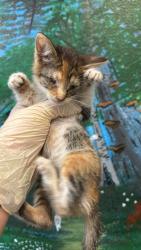 Shelter Stray Female Cat last seen Bexar County, 3353 Morningside Dr, New Braunfels, TX 78132, USA