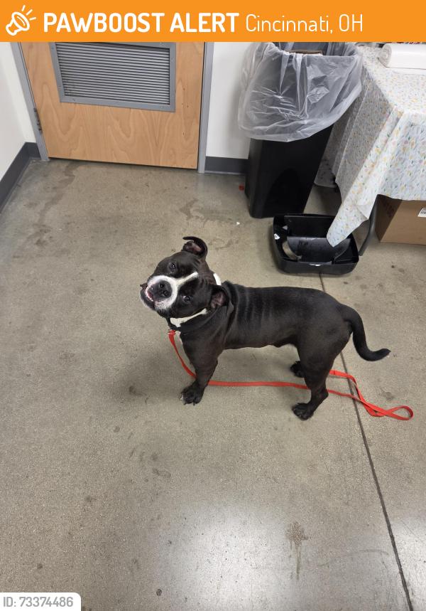 Found/Stray Male Dog last seen Petsmart, Cincinnati, OH 45211