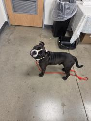Found/Stray Male Dog last seen Petsmart, Cincinnati, OH 45211