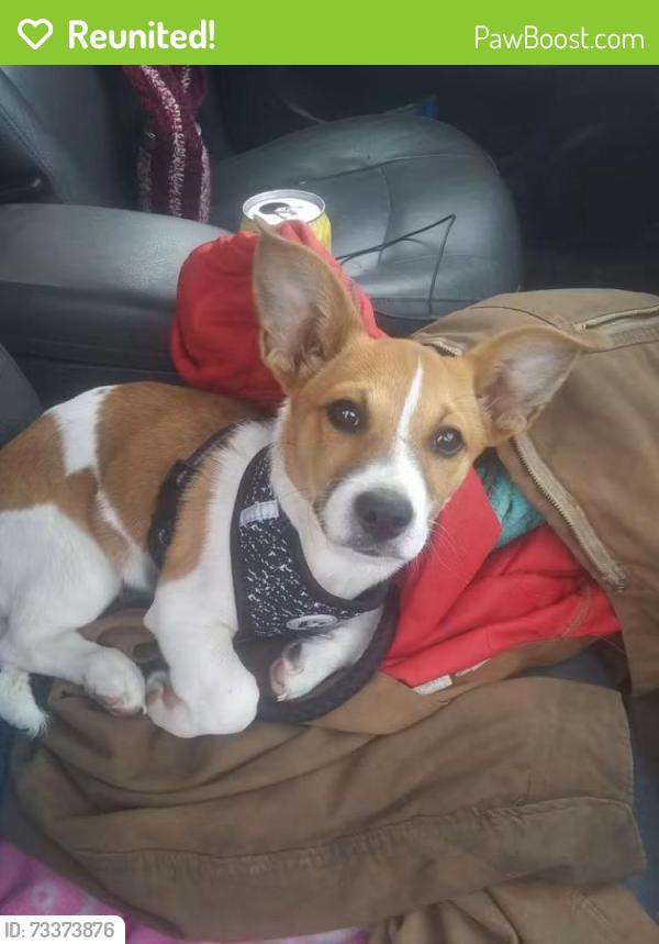 Reunited Male Dog last seen Beaver merrimon, Asheville, NC 28804