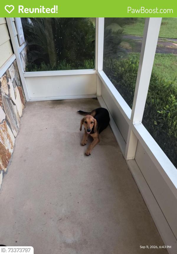 Reunited Female Dog last seen Ridgelake Rd/Jacob Dr, Crestview, FL 32536