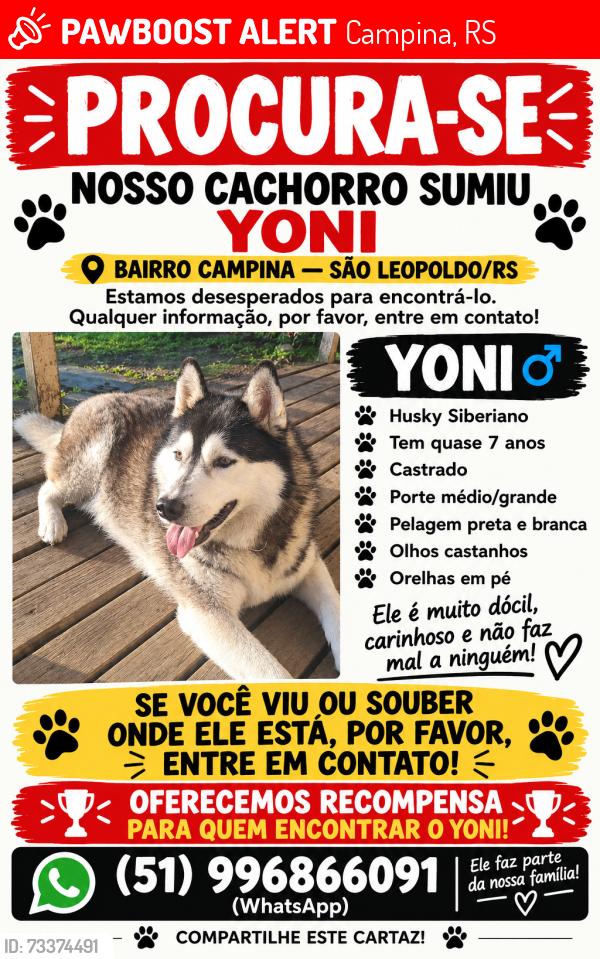 Lost Male Dog last seen Churrasquinho do fritz, campina são Leopoldo RS, Campina, RS 