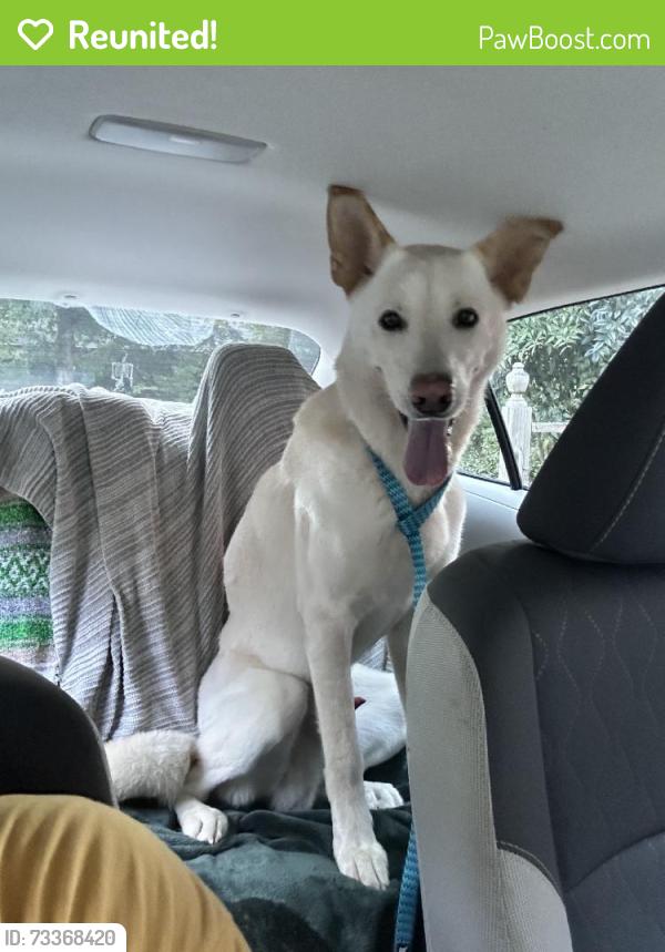 Reunited Male Dog last seen Elizabeth St, Gastonia, NC 28054, USA, Gastonia, NC 28054
