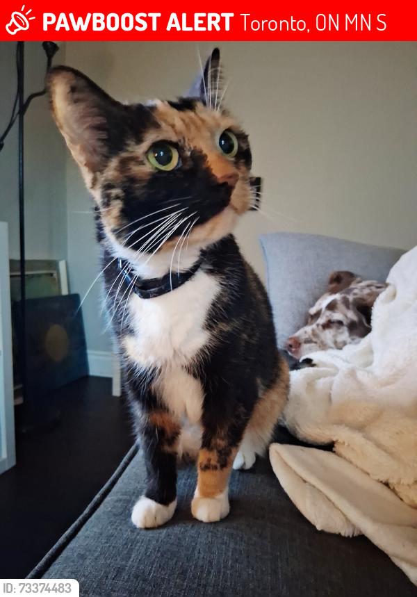 Lost Female Cat last seen Near Lambton Ave, Toronto, ON M6N 2S1