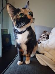 Lost Female Cat last seen Near Lambton Ave, Toronto, ON M6N 2S1
